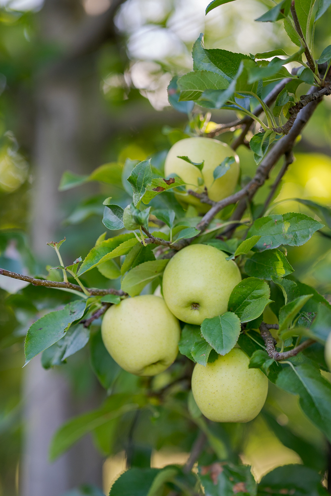 Lire la suite à propos de l’article Vergers Abel – Cueillette des pommes 2021