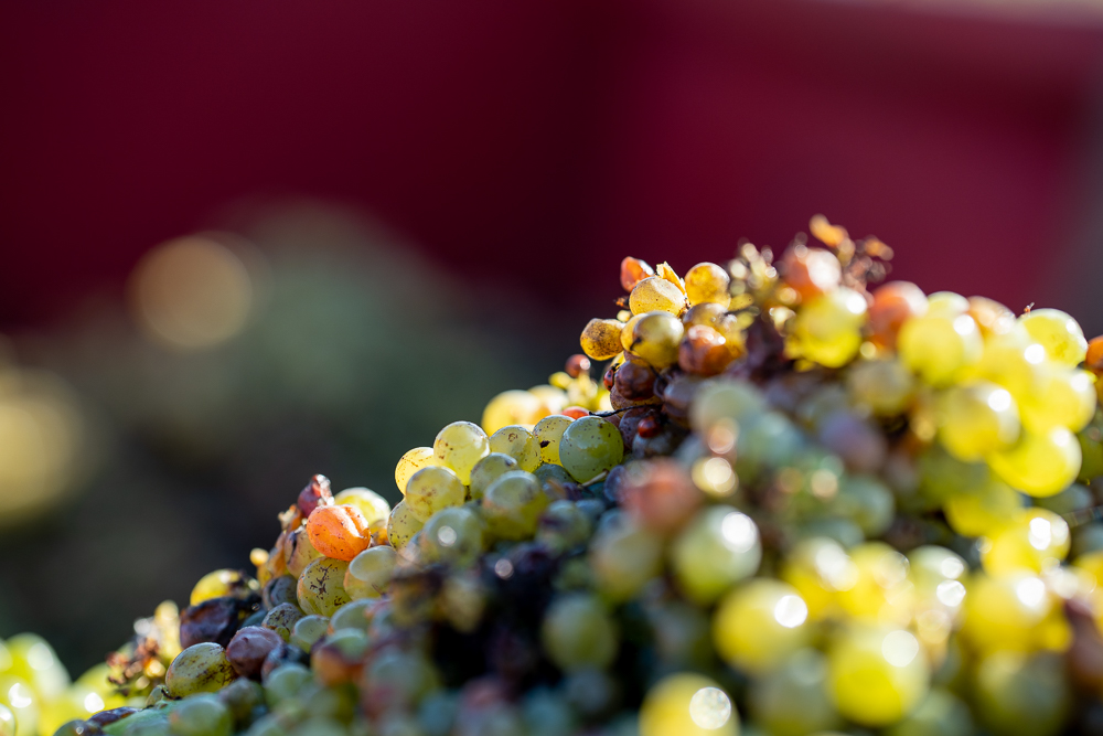 Reportage domaine viticole vendange raisin