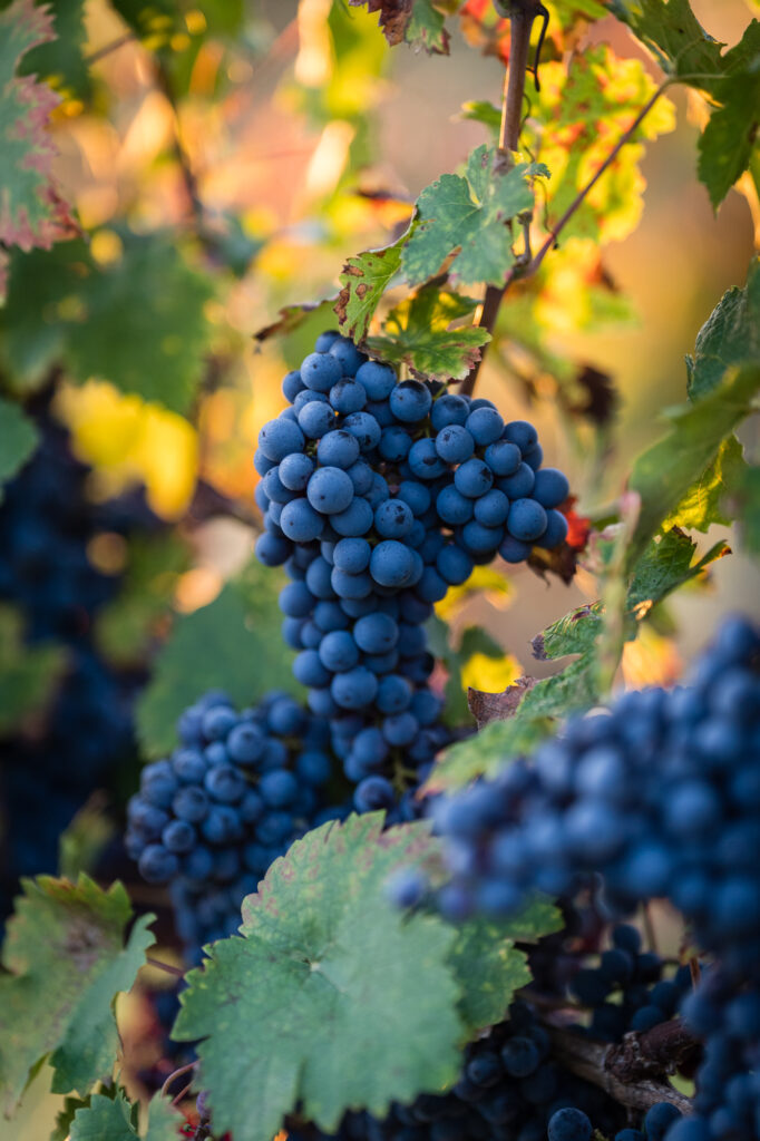Photo reportage terroir vigneron viticulture