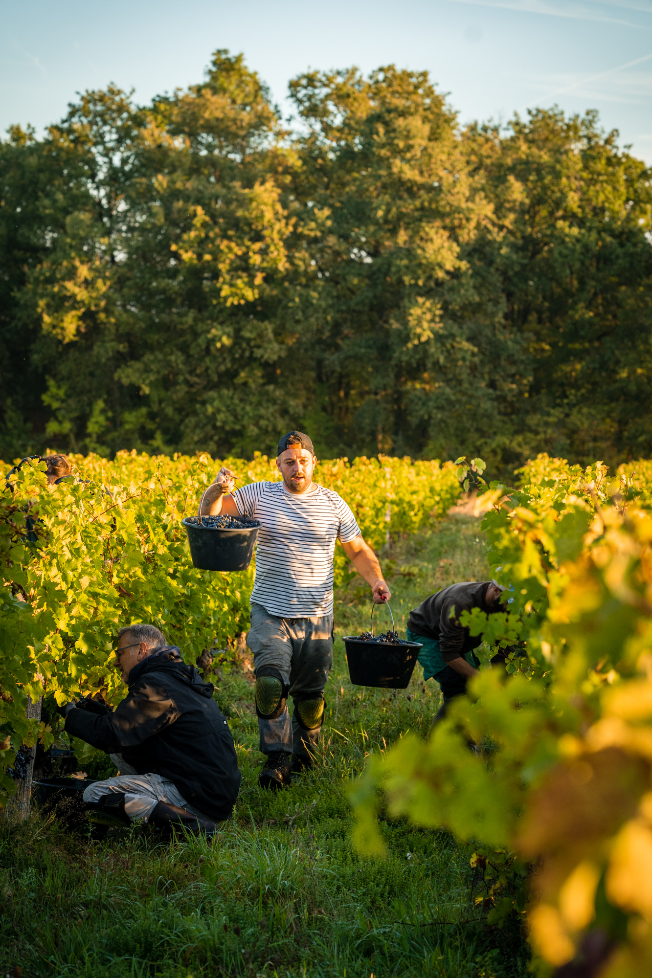 Reportage photo viticulture vigneron vignoble vin terroir agriculture