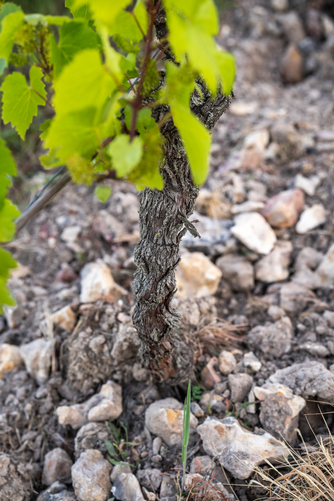 reportage photo viticulture vigneron vignoble vin terroir agriculture indre et loire