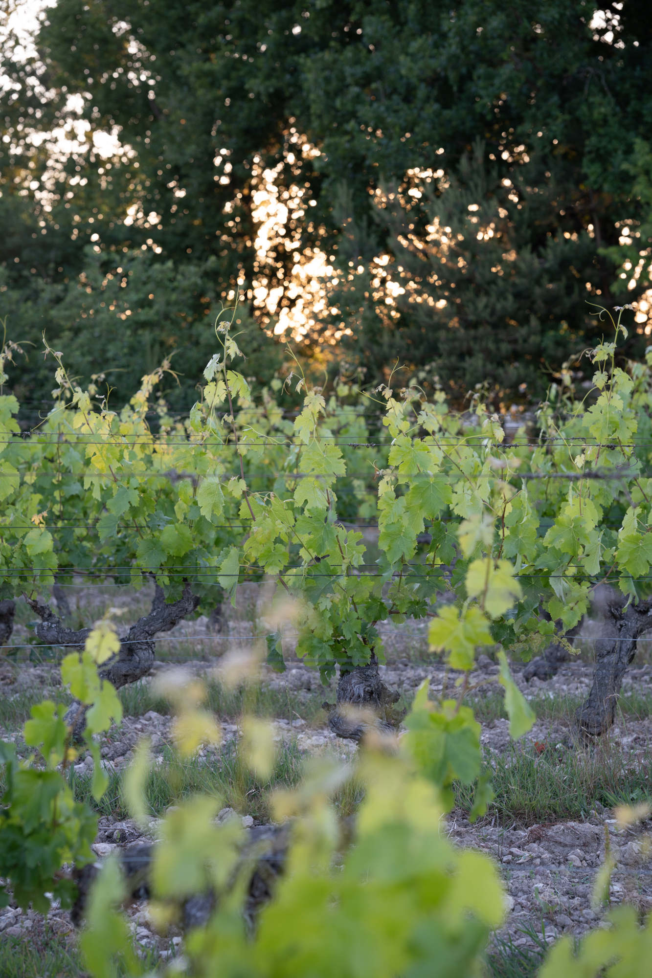 reportage photo viticulture vigneron vignoble vin terroir agriculture indre et loire
