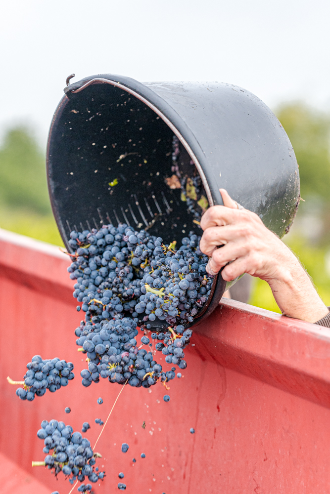 Reportage photo terroir viticulture vigneron