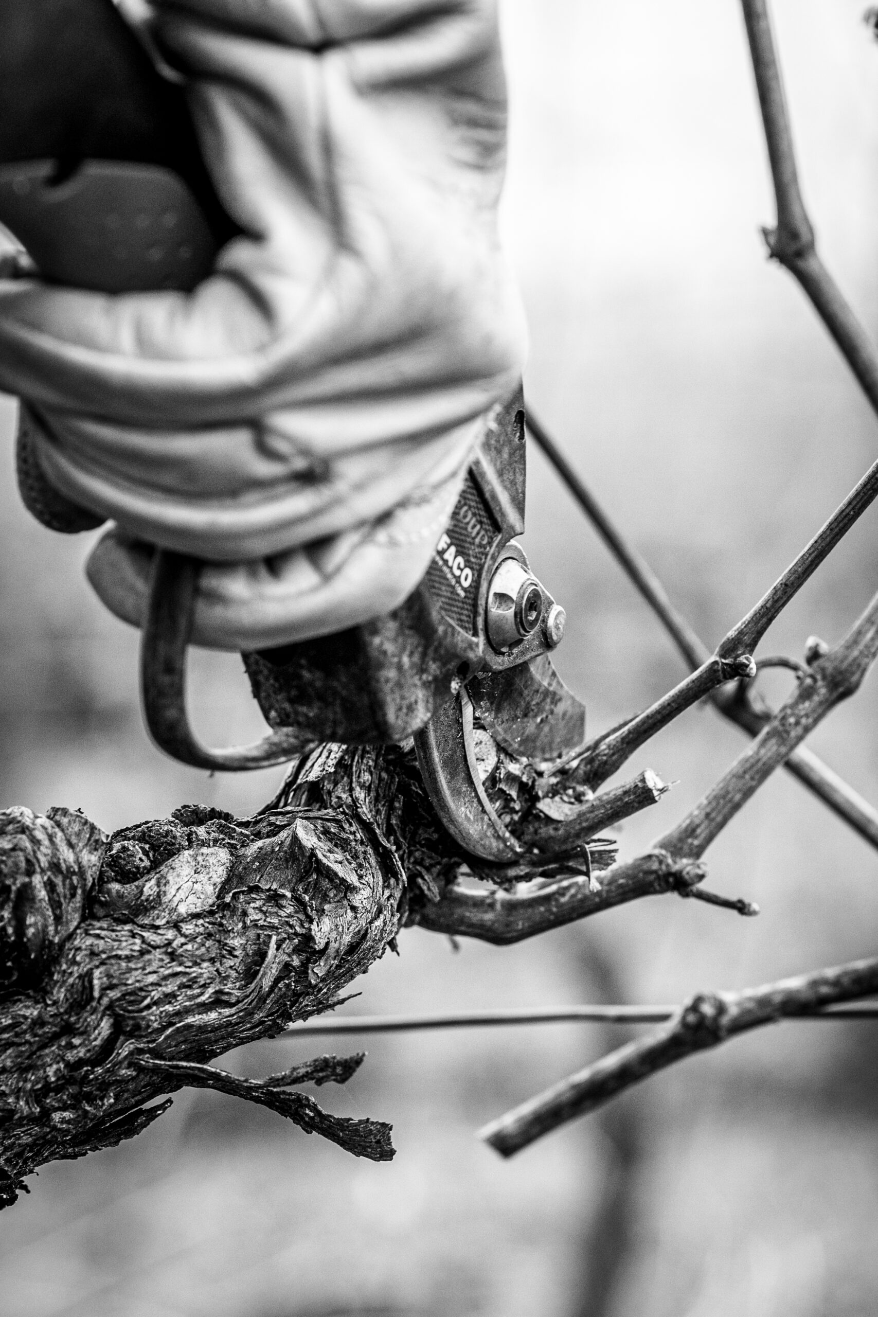 Reportage photo viticulture vigneron vignoble vin terroir agriculture